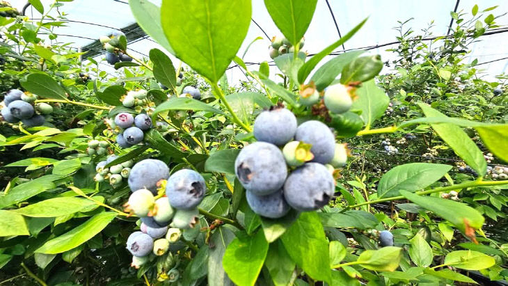 1768688941268_560295979200168