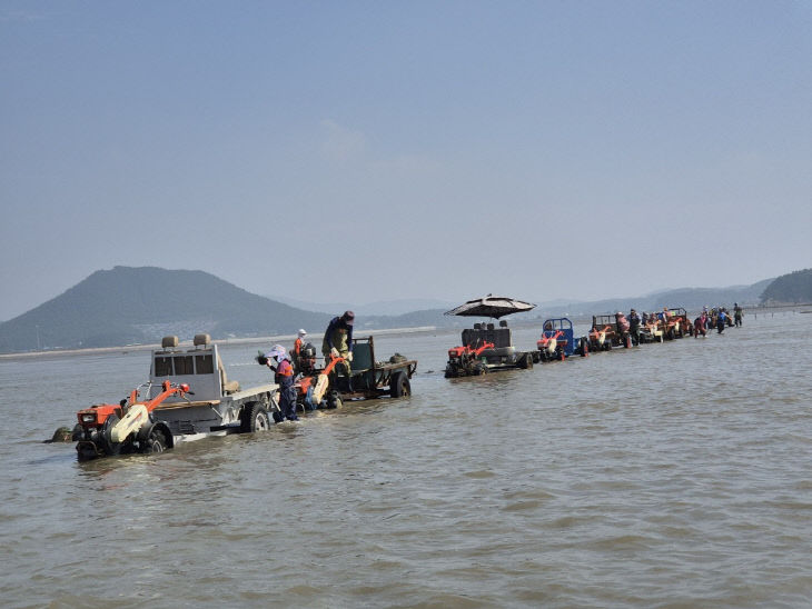 태안군, 자율관리어업 육성 추진(바지락 살포)