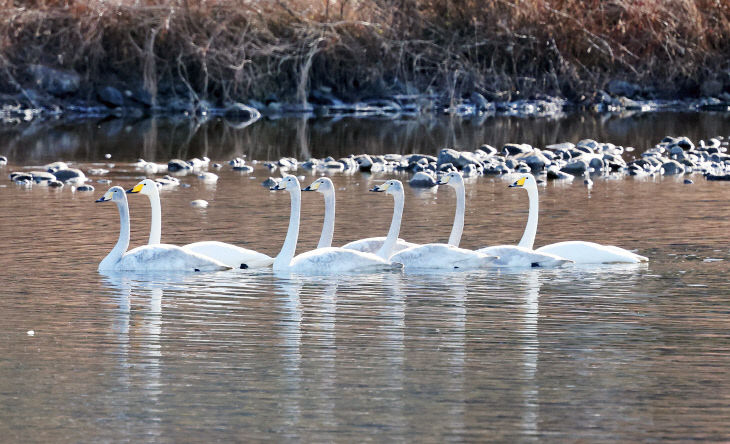 겨울을 맞은 괴산 달천강에서 고니들(2)