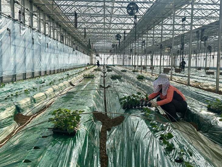 강화군, 한겨울 한파 속 강화섬오이 새해 첫 정식 시작(1)