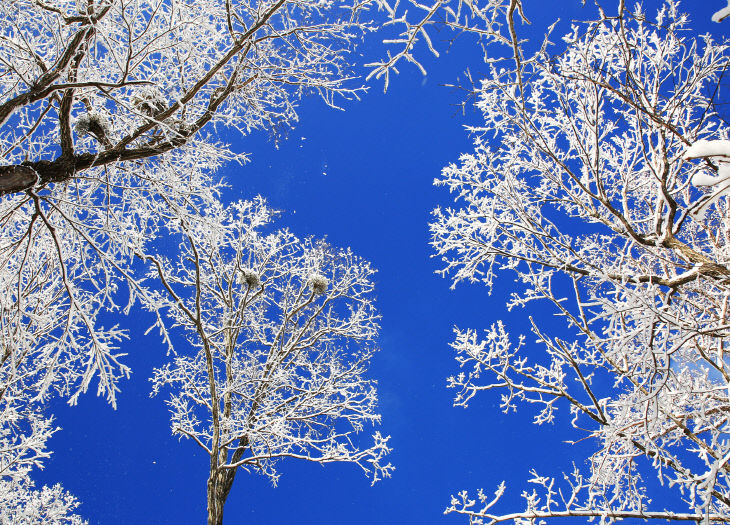 2-4. 사진(하얀 눈 속 자작나무숲  영양의 기적이 되다)