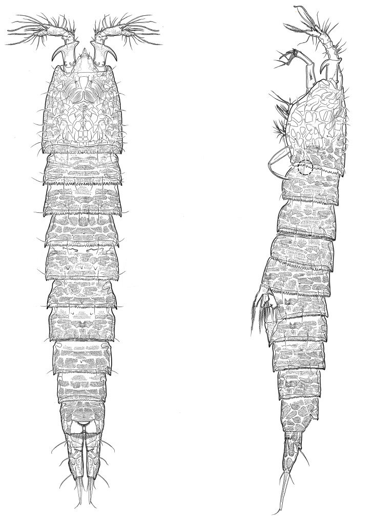 독도에서 발견된 요각류 신종 모습
