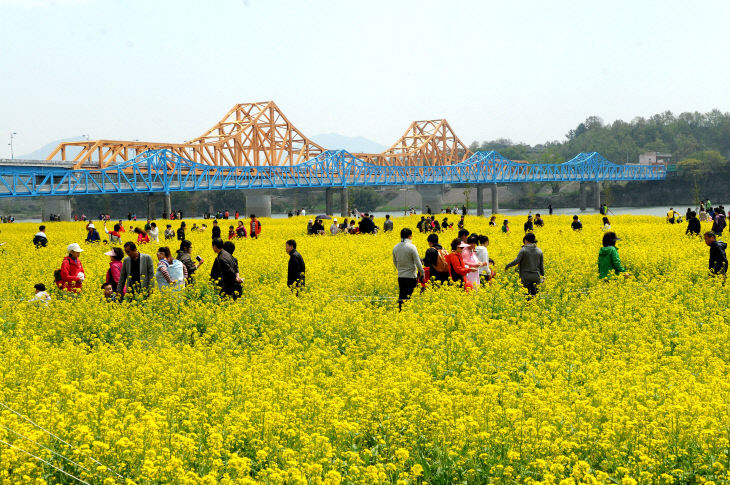 낙동강유채축제