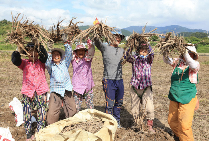 산청군 약초재배단지 정광들 작약 뿌리 수확 (5)