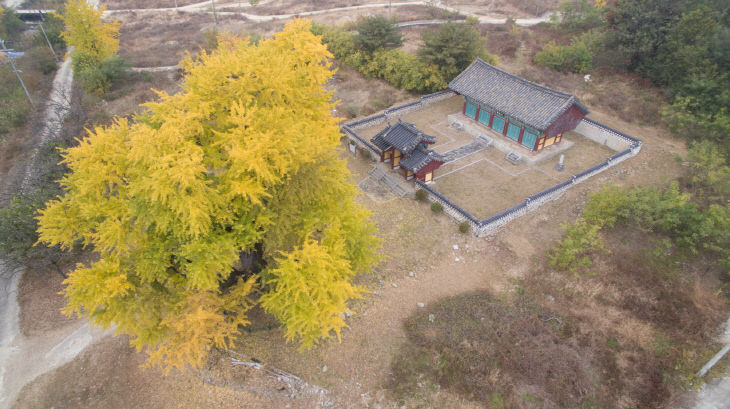 임난수은행나무(관광문화재과)_3