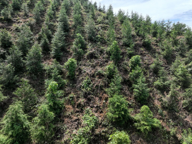 1.2025년도 조림 및 숲가꾸기 사업 전경 사진 (1)