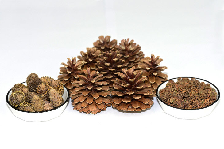 사진 4. (좌)낙엽송, (중간)소나무, (우)편백나무 폐구과 모음