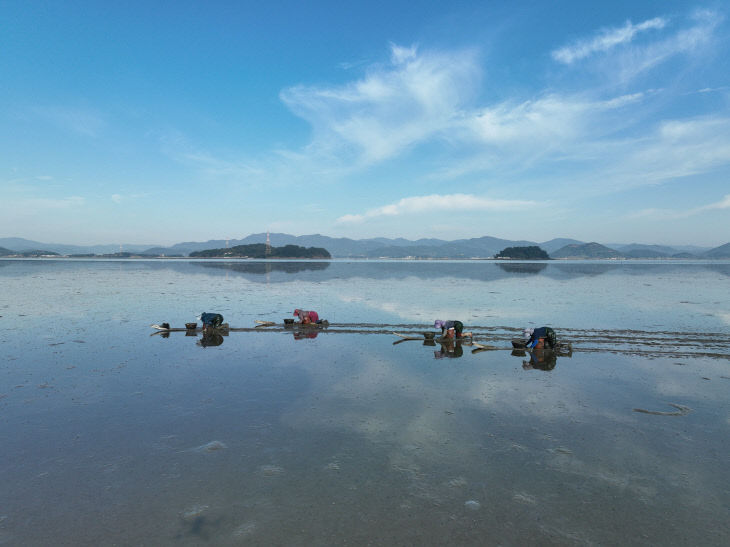 국가중요어업유산 보성뻘배어업