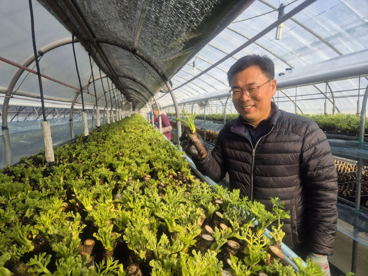 봄나물 두릅 겨울에도 맛본다… 청주시 기술지원으로 조기출하.