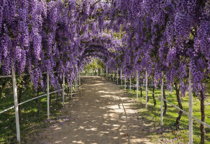 5.등나무 터널 예상 이미지