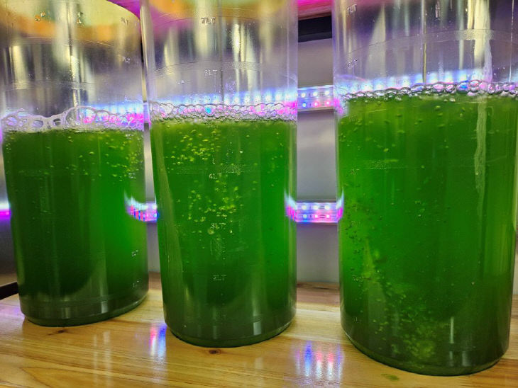 농촌지원과(클로렐라 배양) (1)