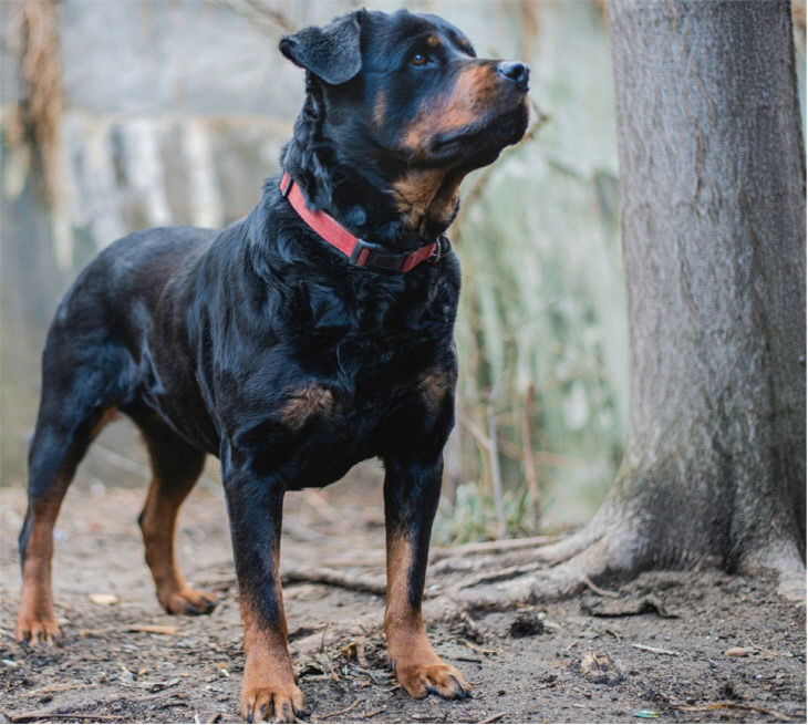 1.30(김해시  맹견사육허)1