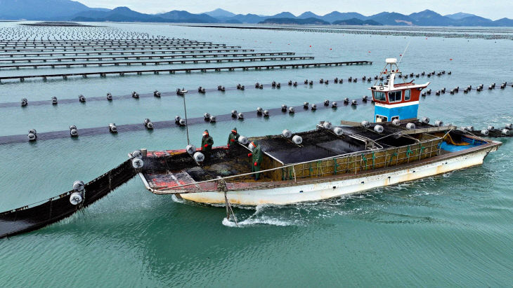 장흥무산김 채취