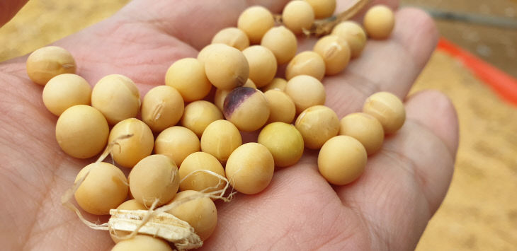 보도 2) 우량작물 종자 사진_콩