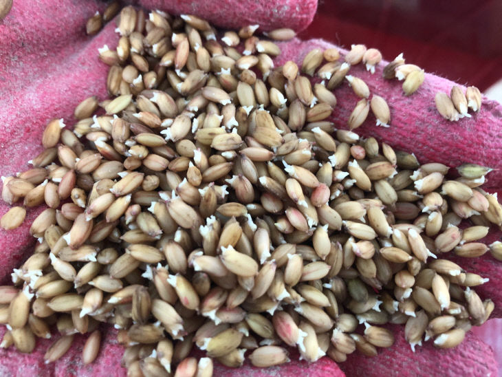 보도 2) 우량작물 종자 사진_벼