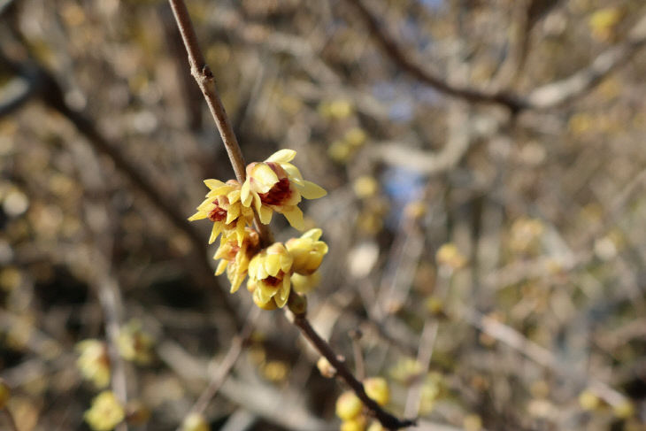 노란 꽃잎의 납매