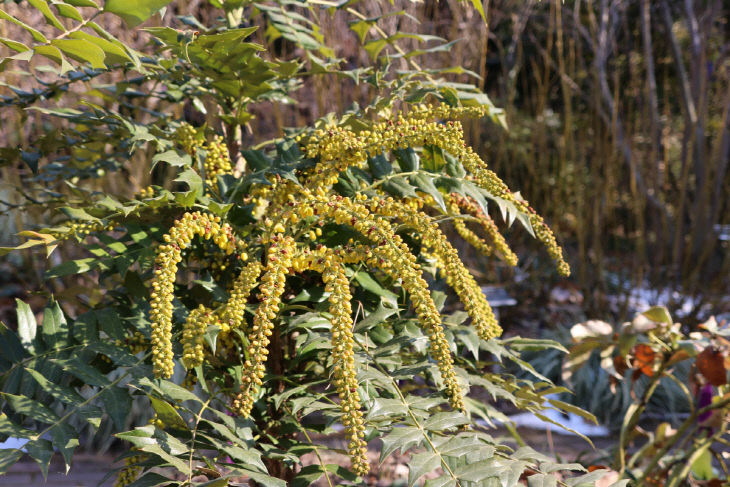 중뿔남천 라운드 우드
