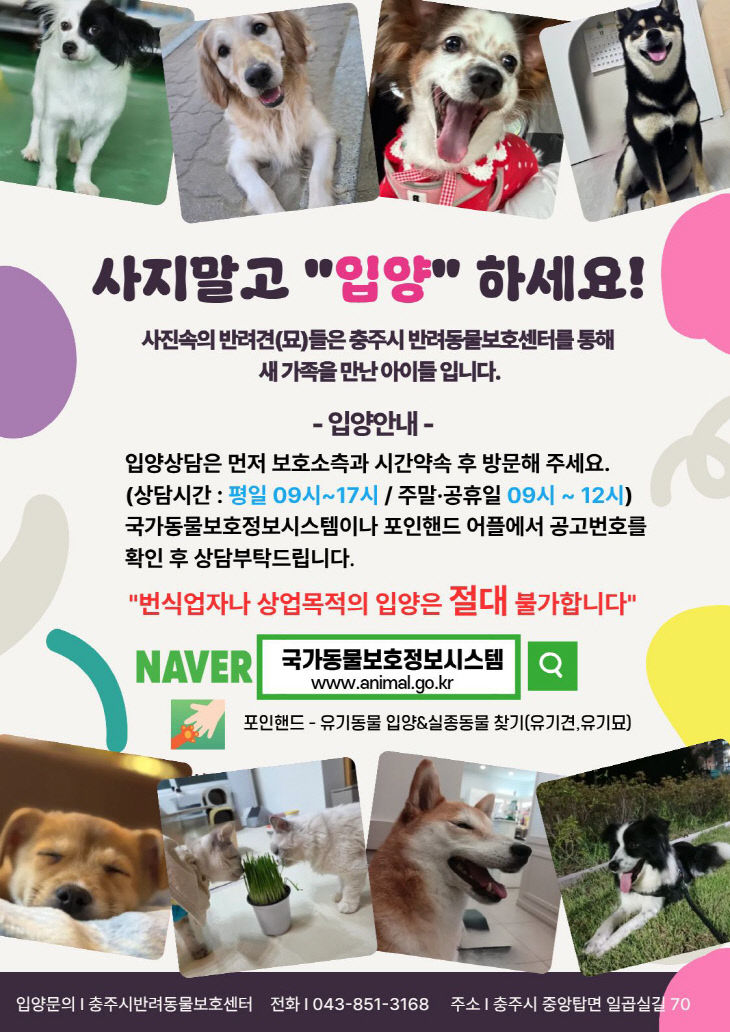 260204 충주시 유기동물 입양비 지원사업(입양양캠페인포스터)