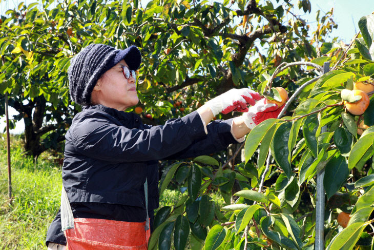 2.4(김해시  단감 등 과수 4종 농작물 재해보험 가입 독려)
