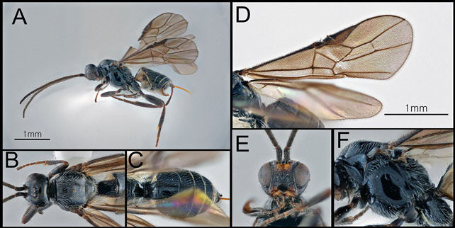 1_엉터리고치벌 성충