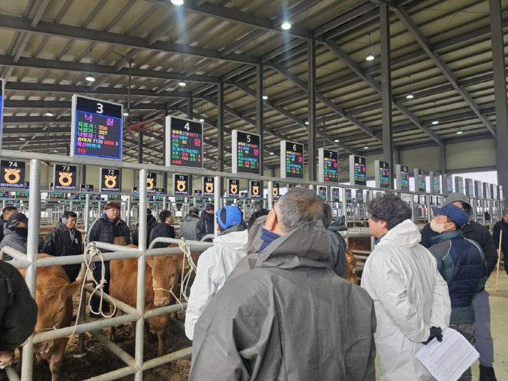 2.송아지 경매시장 전경 (1)