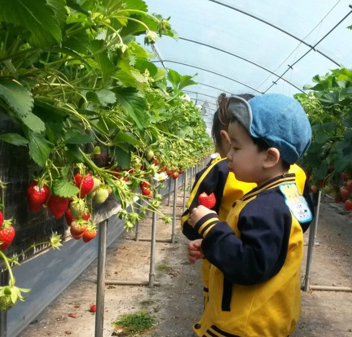 딸기수확체험-맛있는 딸기다