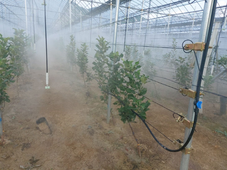 5.재해대응형_하우스사과(고온_대응_미세살수)