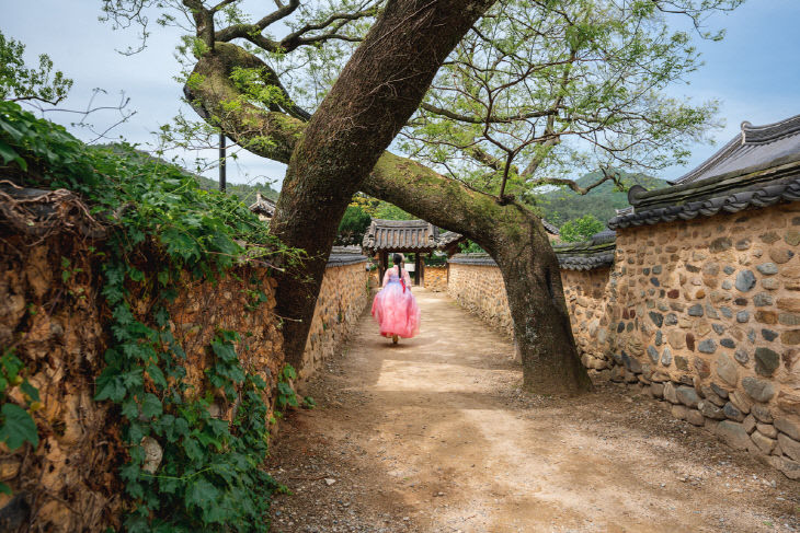 남사예담촌의 부부 회화나무