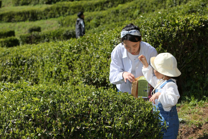보성다향대축제에서 진행된 찻잎따기 체험