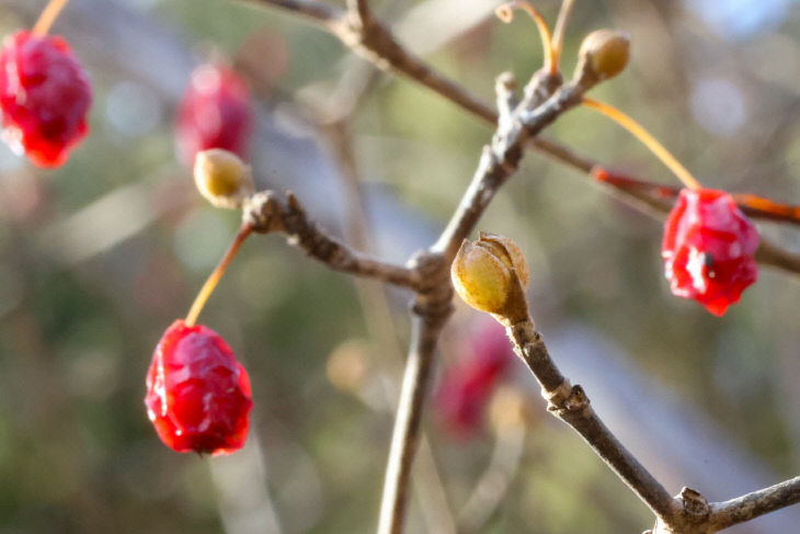 보도 4) 산수유 꽃봉우리(2)