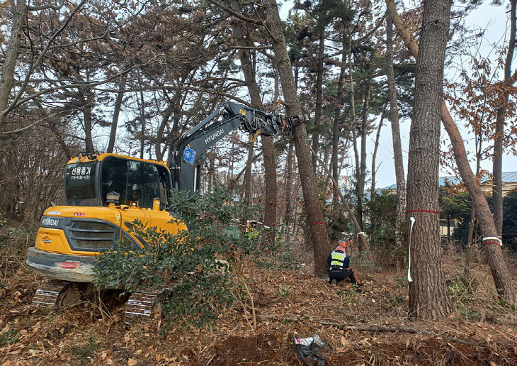 남면 소나무재선충 피해목 제거작업 (1)