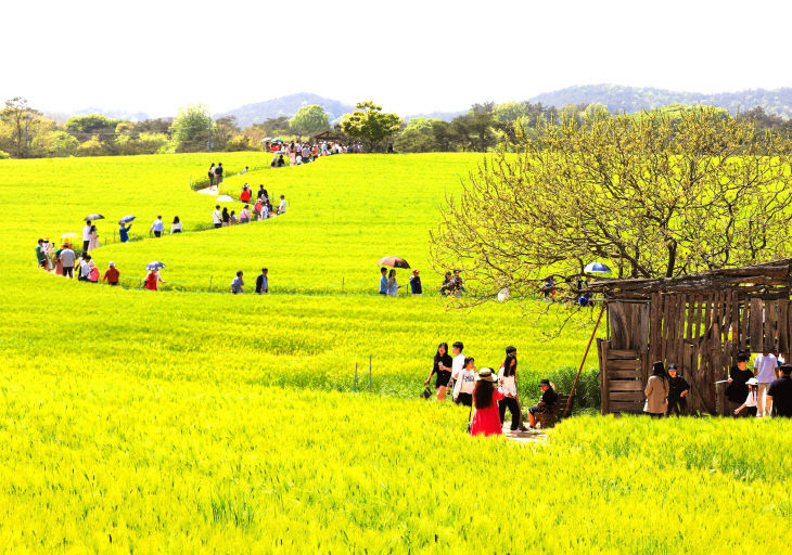 고창청보리밭축제