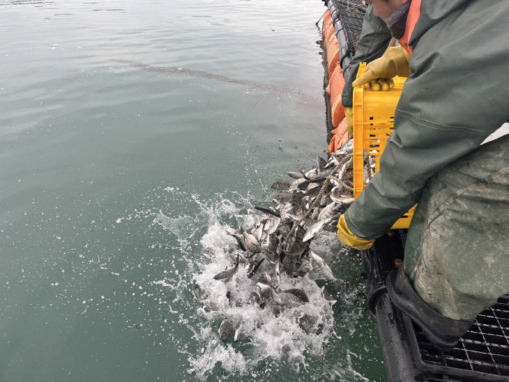 고흥군, 감성돔 52만 마리 긴급 방류 (2)