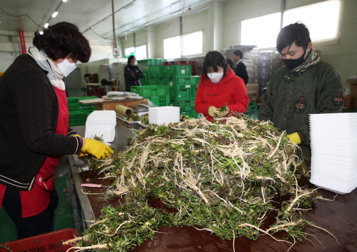 냉이 달래 선별작업 (5)