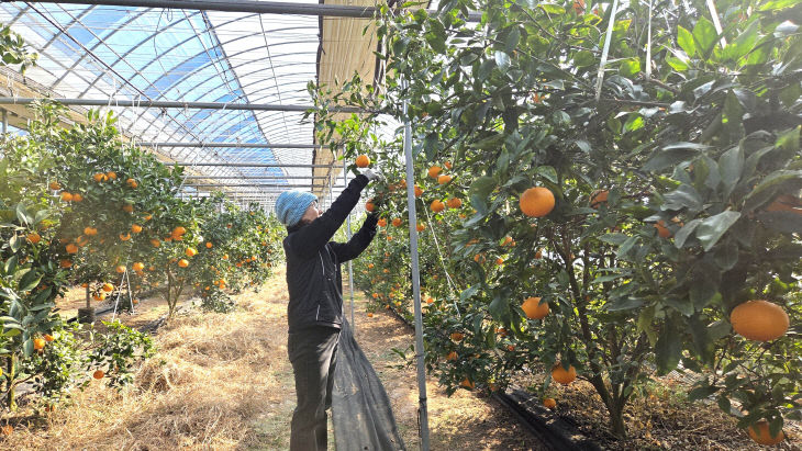 10. 0211 정읍산 만감류 ‘레드향·홍혜향’ 본격 출하