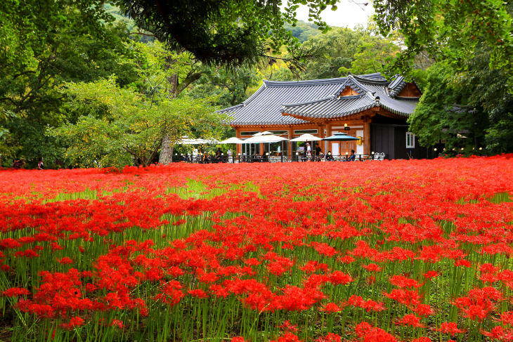 선운산 꽃무릇(2024년 자료사진, 일주문 앞)