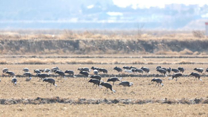 2. ②천수만을 방문한 흑두루미 모습(지난 10일 촬영)2