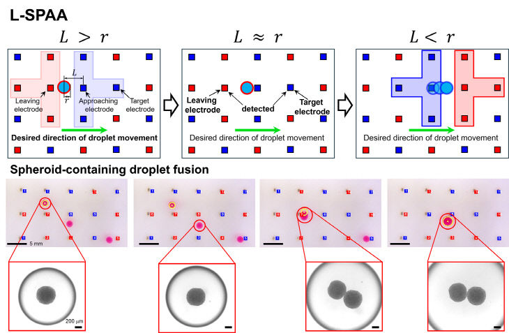 L-SPAA 알고리즘 이미지(임도진 교수)