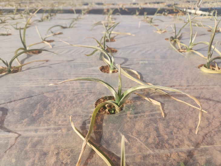 4. 마늘 동해피해