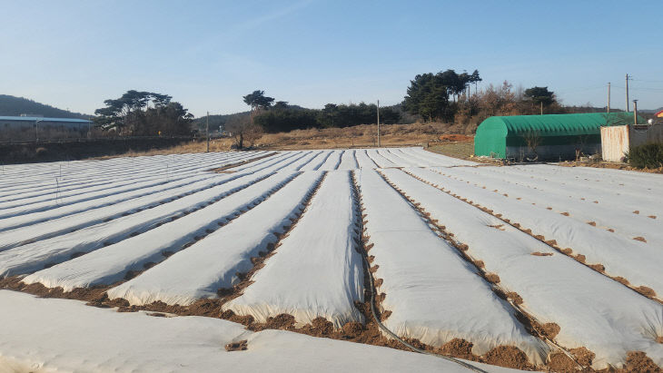 4. 마늘 부직포 피복