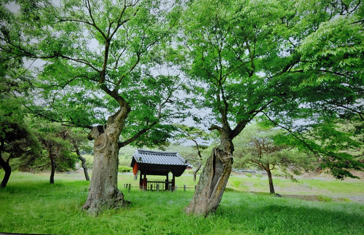 [8-8]장은숙 기자 - 보호수 (직접촬영)