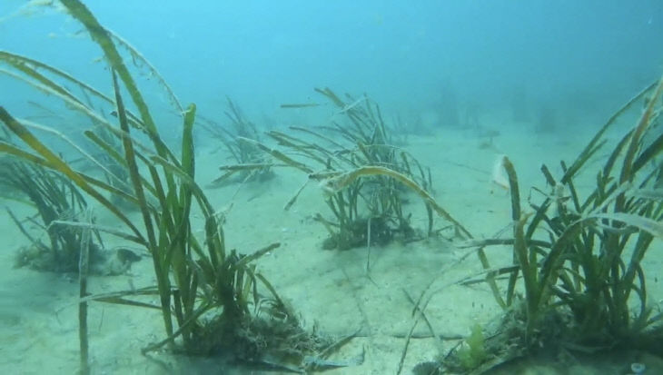 사진은 바닷 속 잘피