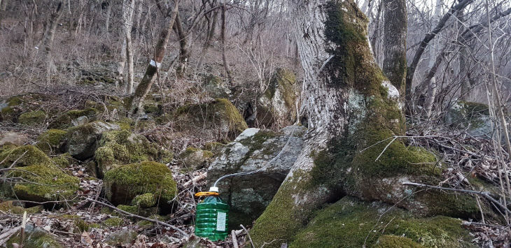 충북산환연, 고로쇠 수액 양여로 ‘돈이 되는 산림’ 실현