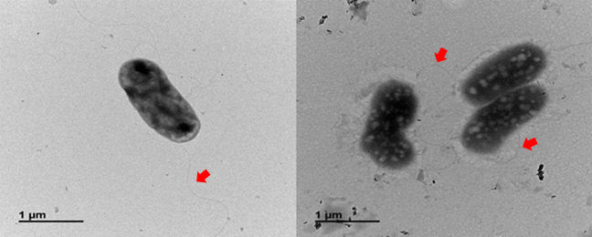 아가리보란스 세디미니스 전자현미경 촬영 모습