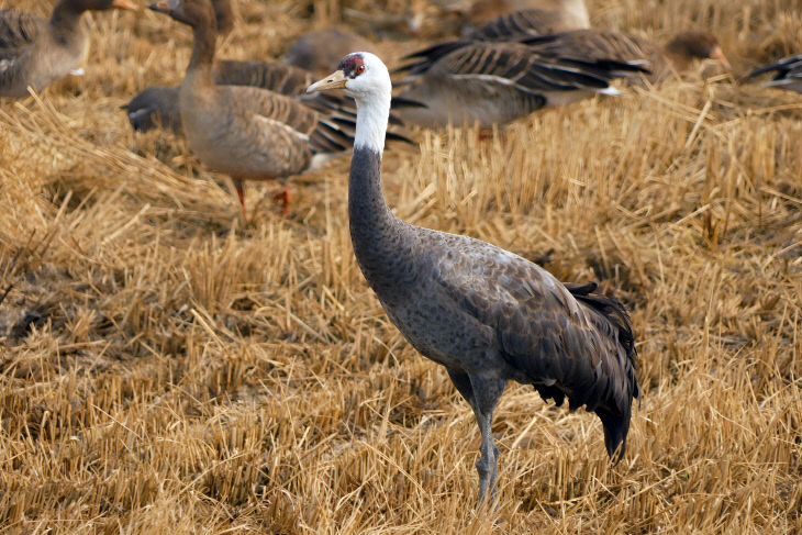 서천군 부사호 인근 농경지에서 발견된 천연기념물 흑두루미
