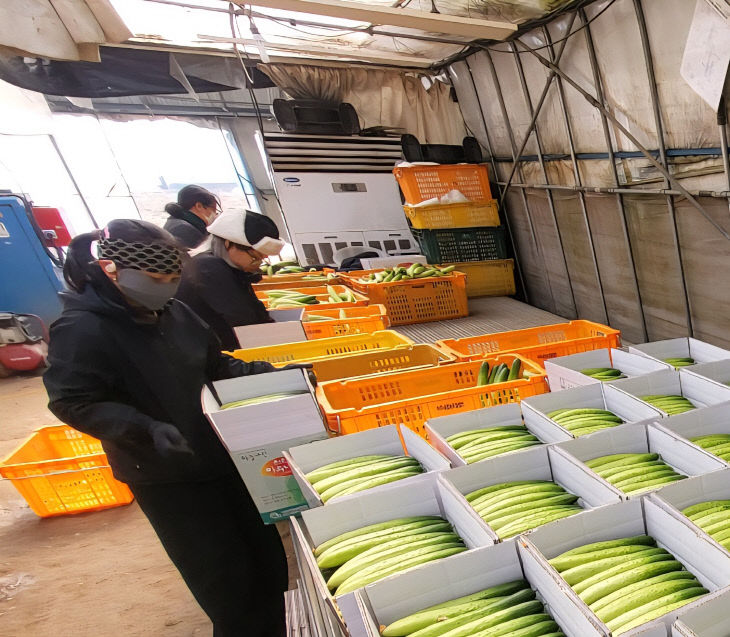 기술보급과(하늘그린오이 출하 시작)