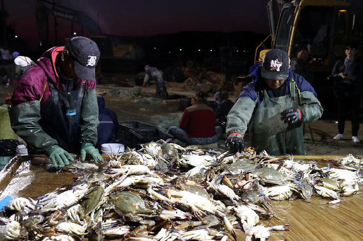 연평도 꽃게 따기