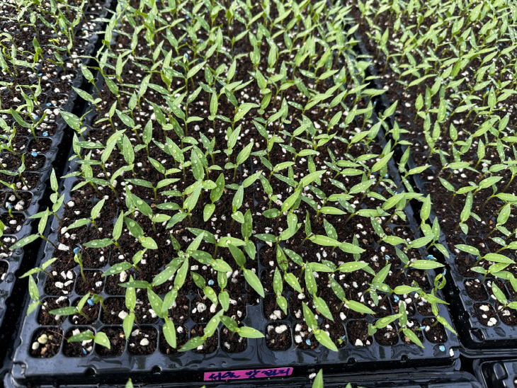 사본 - (사진1)고추육묘2