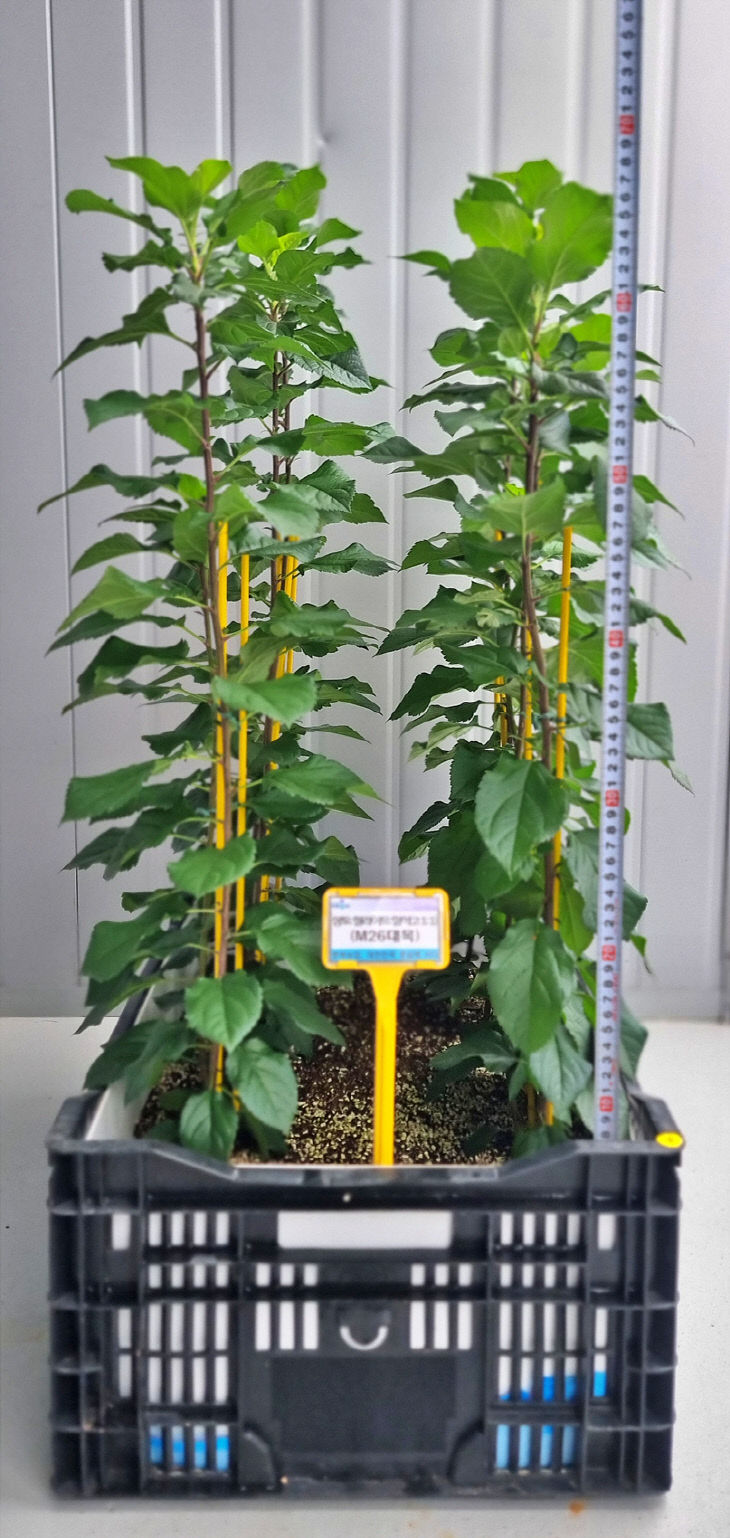 충북농기원, 사과대목 무병 묘목