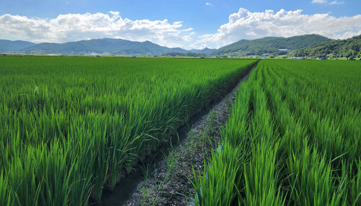 벼 재배농가2(고흥)